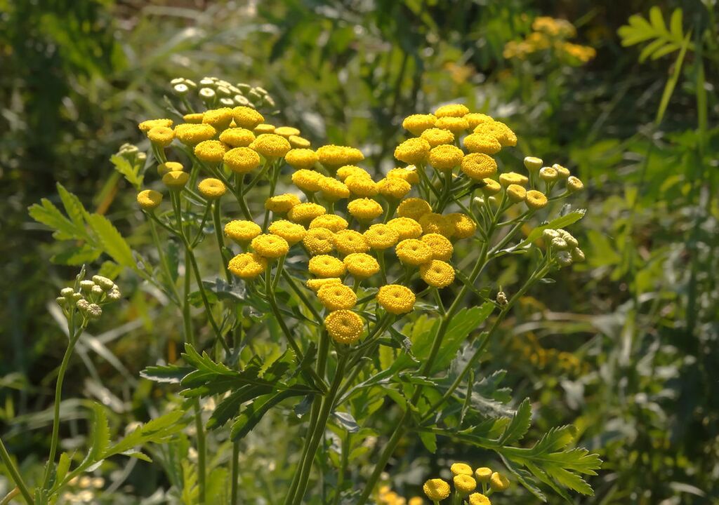 Tansy